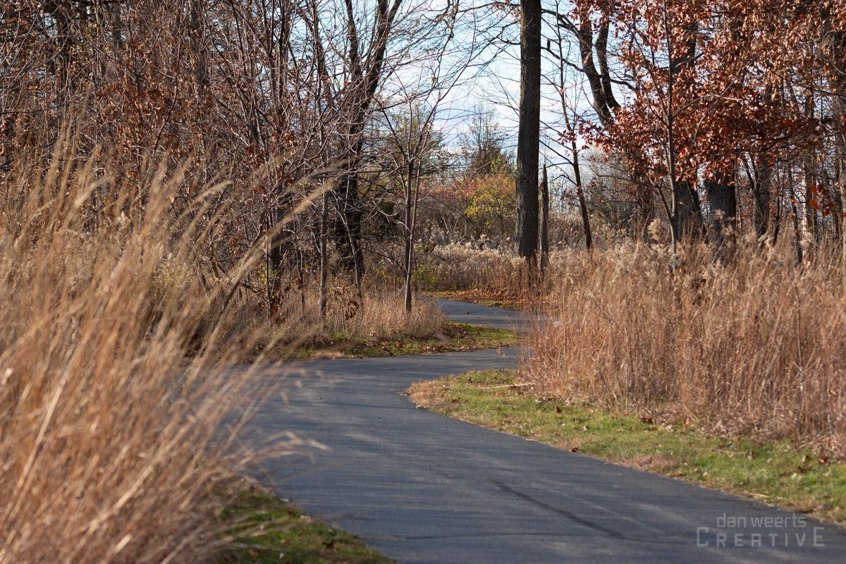 A path in the woods with tall grass and trees