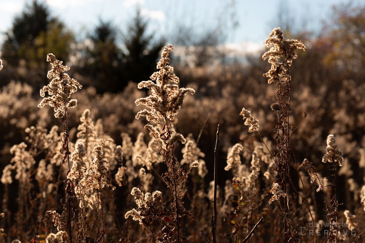 A field of tall grass with trees in the background
