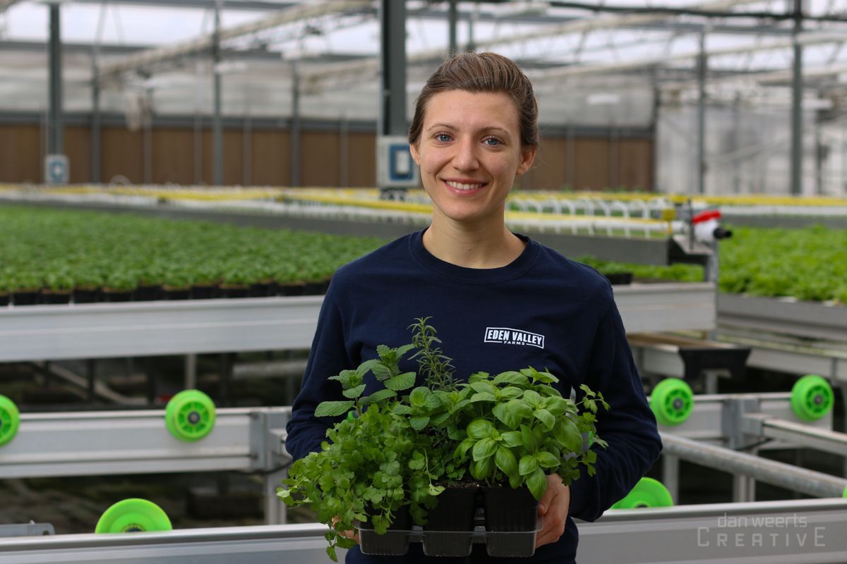 A woman is holding a tray of herbs in a greenhouse.