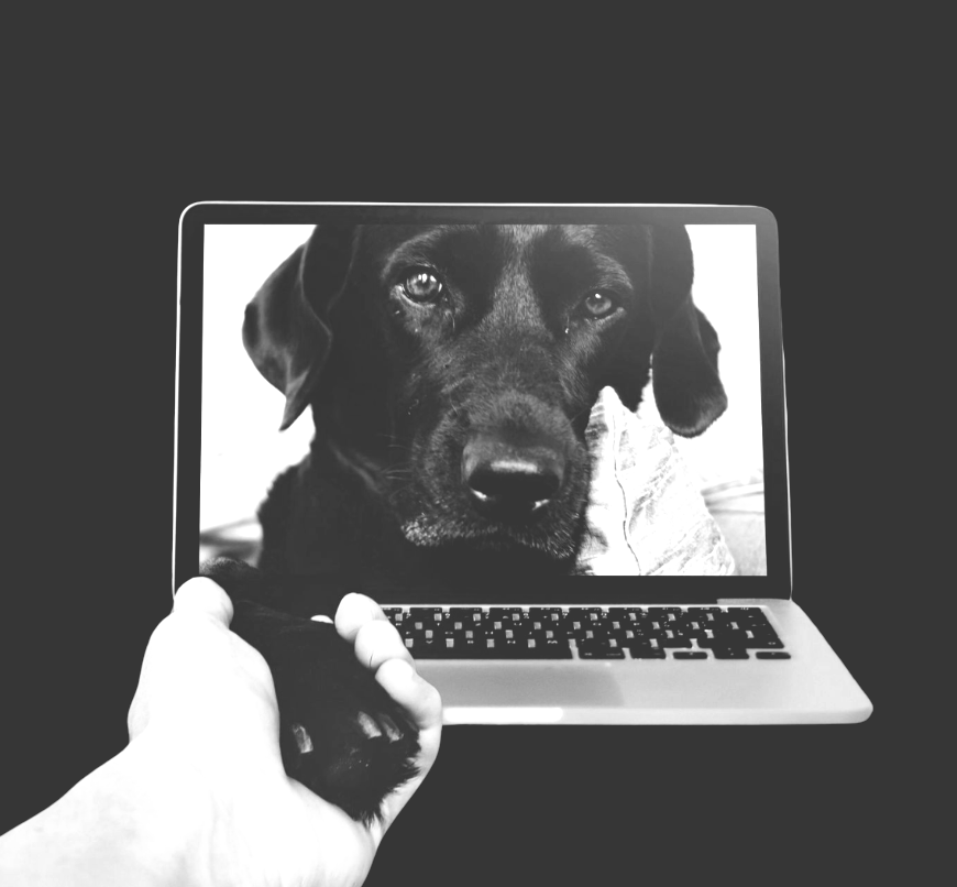 Dog paw reaching through computer to shake