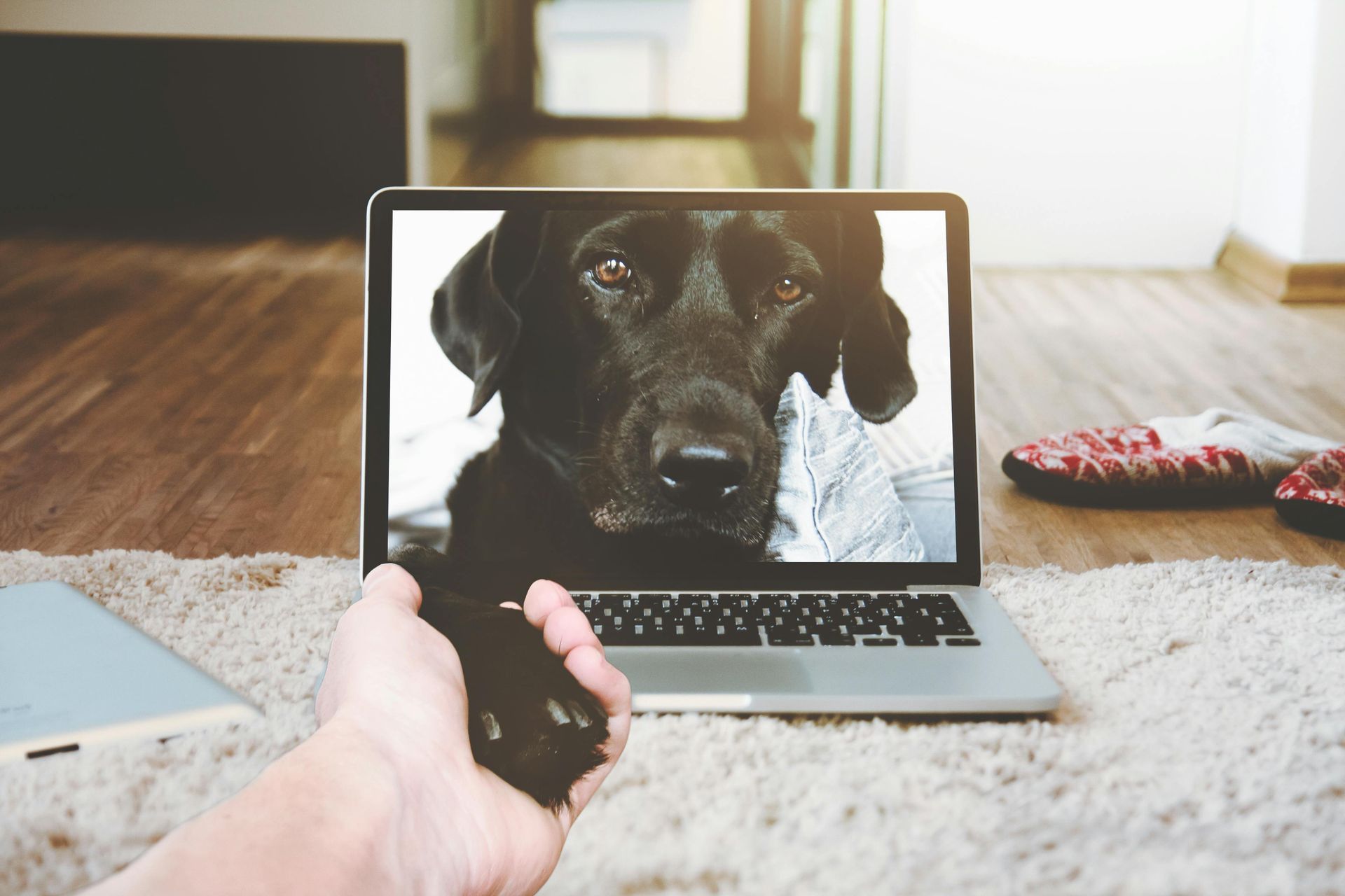 Dog paw reaching through computer to shake