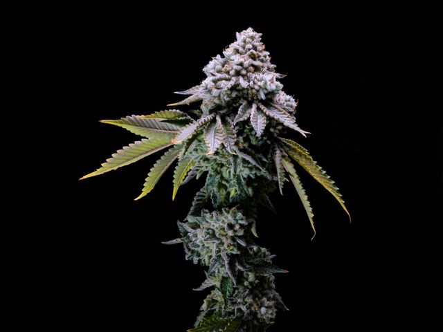 Pheno Hunt 2025 | Proper Cannabis | MO