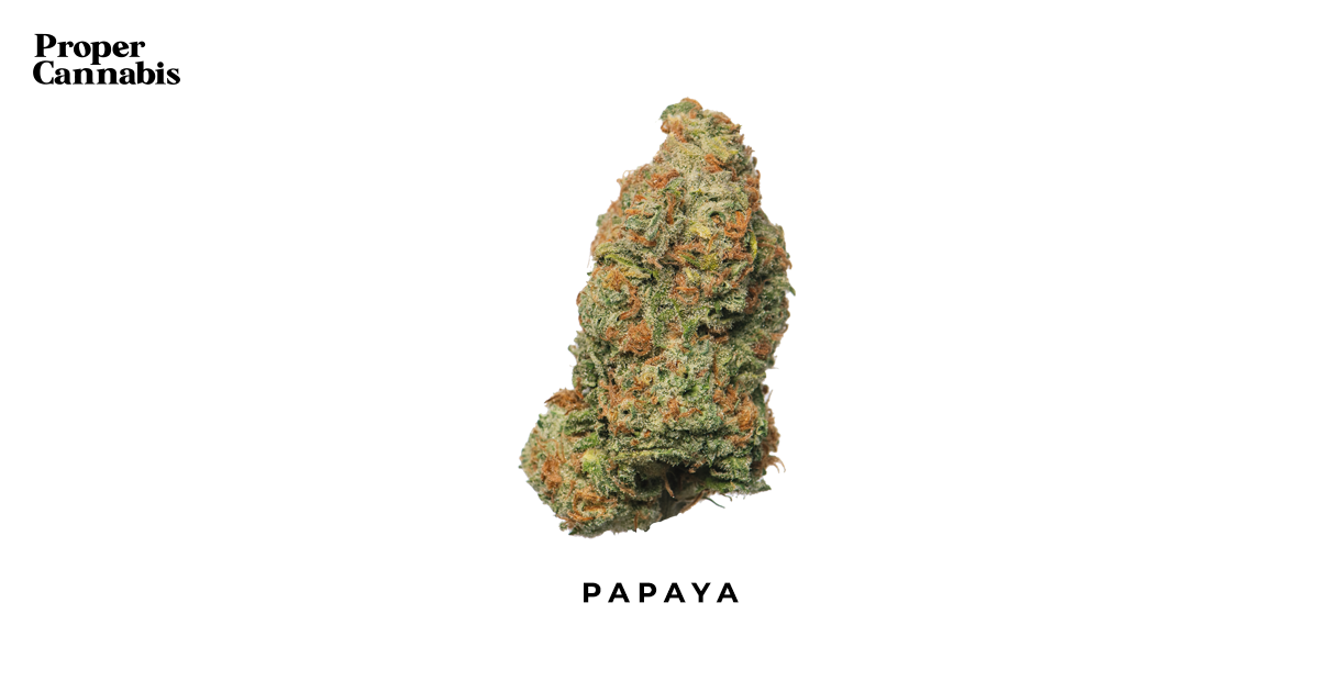 Papaya Strain Proper Cannabis