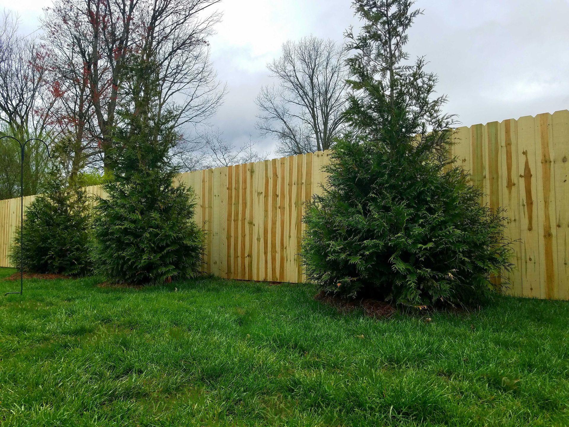 Lush green yard with a new wooden fence and evergreen shrubs. Overcast sky in the background.