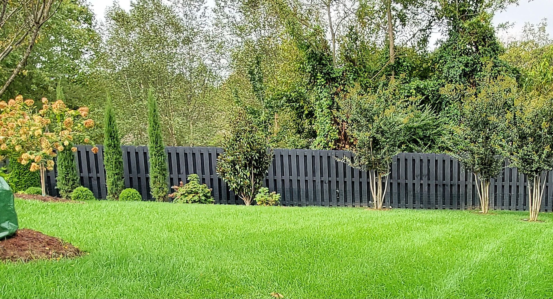 Green lawn with a black wooden fence, trees, and shrubs in a backyard setting.