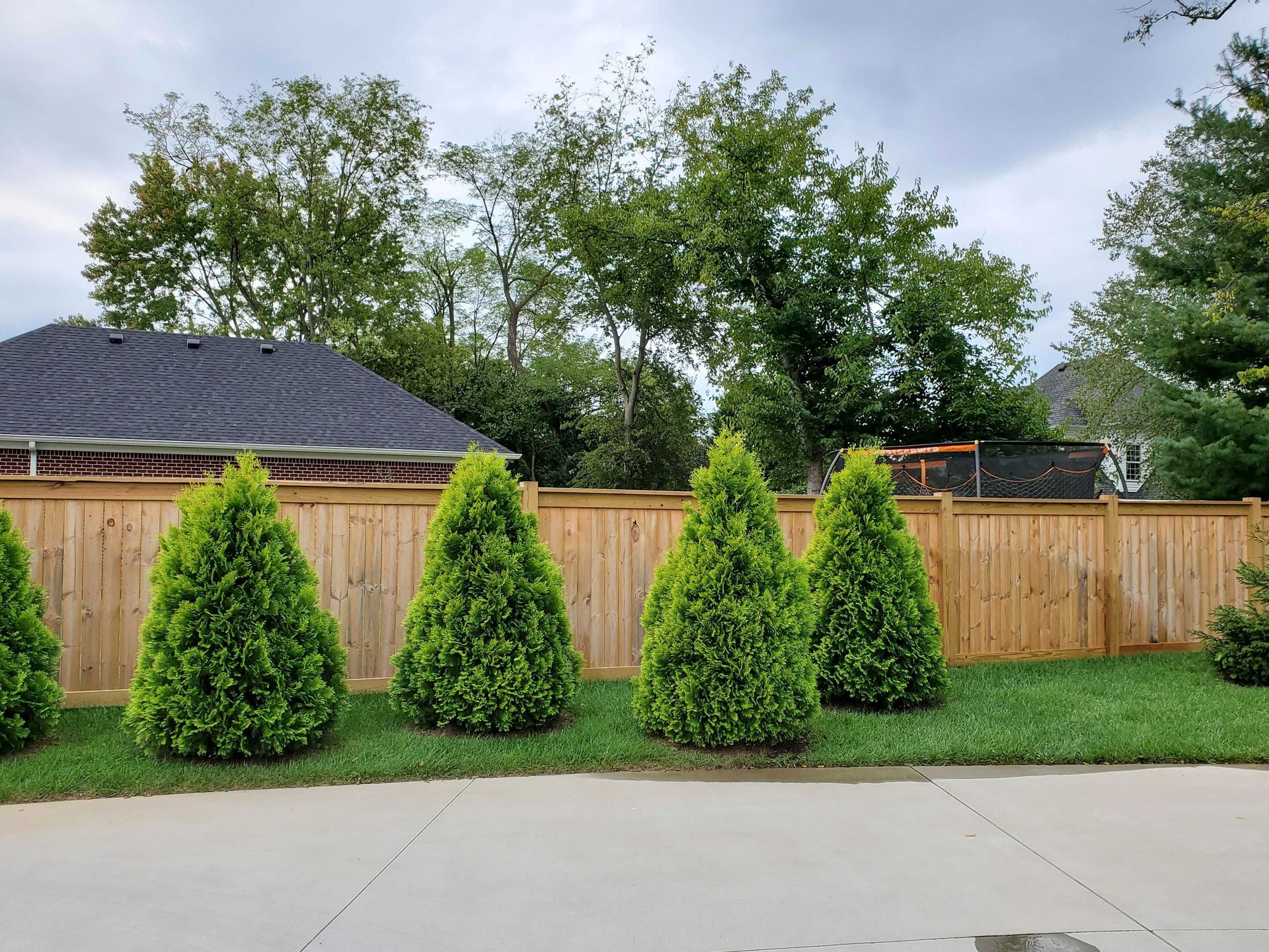 Green conical shrubs line a wooden fence in a yard with grass and trees under a cloudy sky.