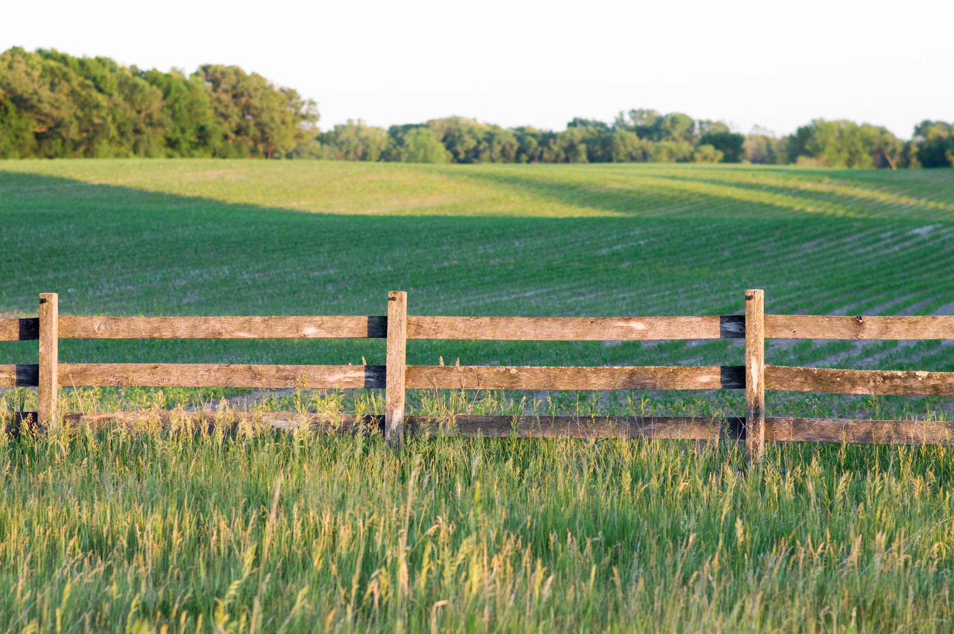 A close up of a chain link fence with trees in the background.