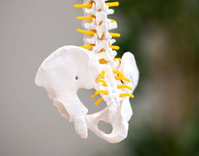Anatomisk modell av et menneskelig bekken og nedre del av ryggraden med gule nerver mot en uskarp bakgrunn.