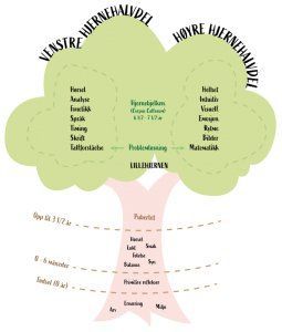En infografikk formet som et tre som illustrerer hjernefunksjoner for venstre og høyre hjernehalvdel og utviklingsstadier.