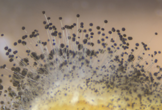 Visual inspection, air samples, & more can id the presence of mold spores, photoed here during mold remediation services.