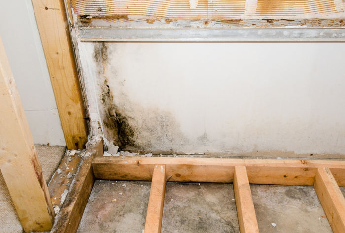 An image of black mold growing on drywall and wood during construction that needs mold removal Boca Raton FL.