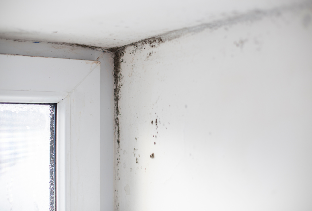 An image of mold growing next to a window in the corner of a home, prompting a need for a restoration company, such as mold inspection Boca Raton.