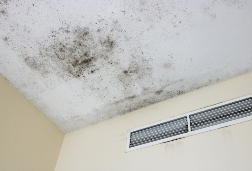 A professional mold inspection and safety report from a mold remediation company can determine if this ceiling mold is harmful.