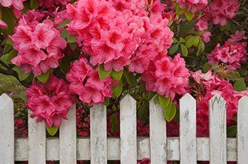 Flowers Above Picket Fence – Wood Fencing in Clinton, MA