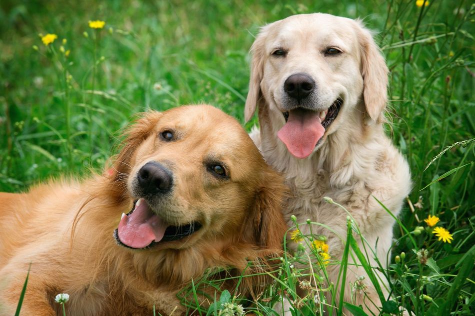 two dogs are laying in the grass together and smiling .