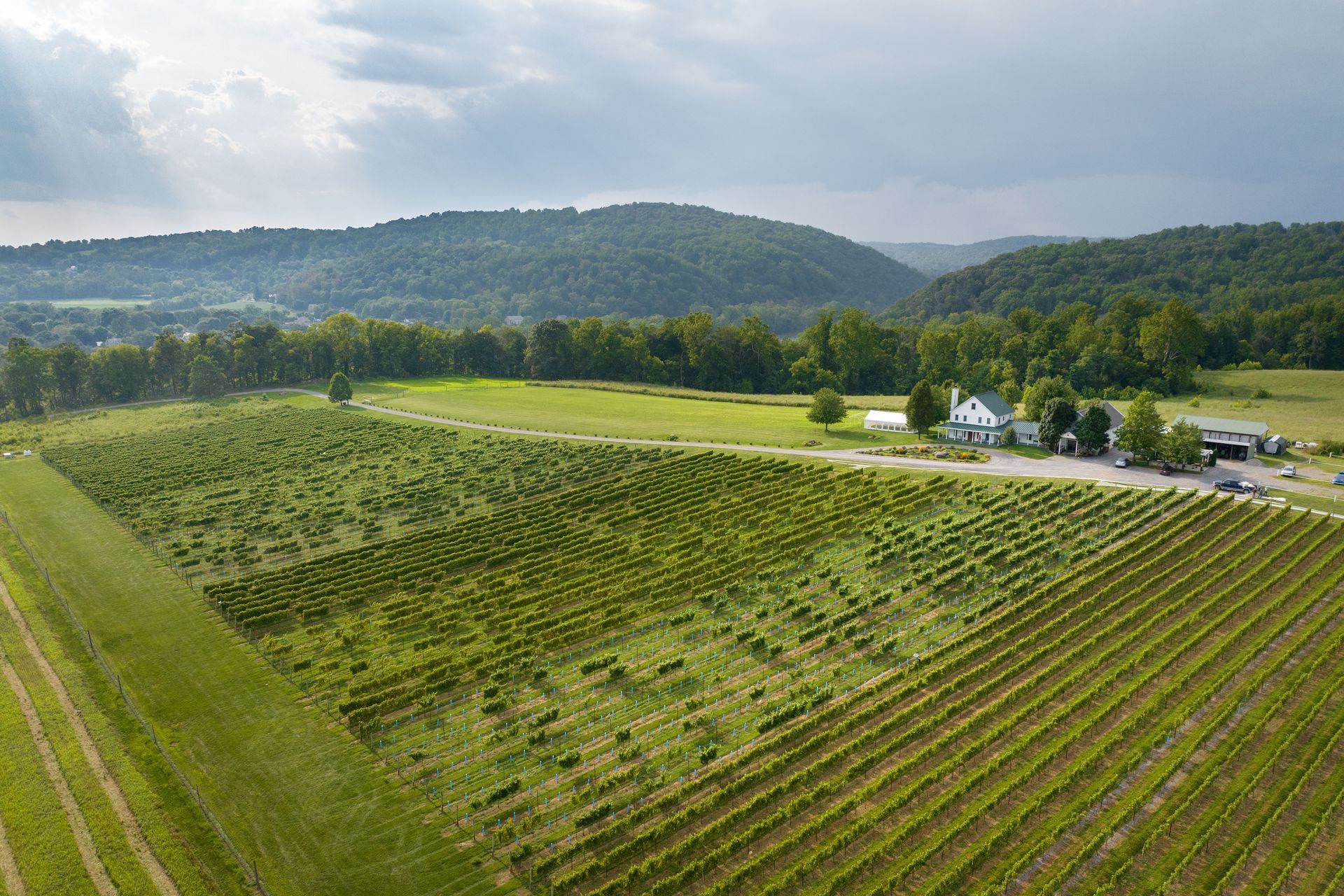 An aerial view of a vineyard with mountains in the background.