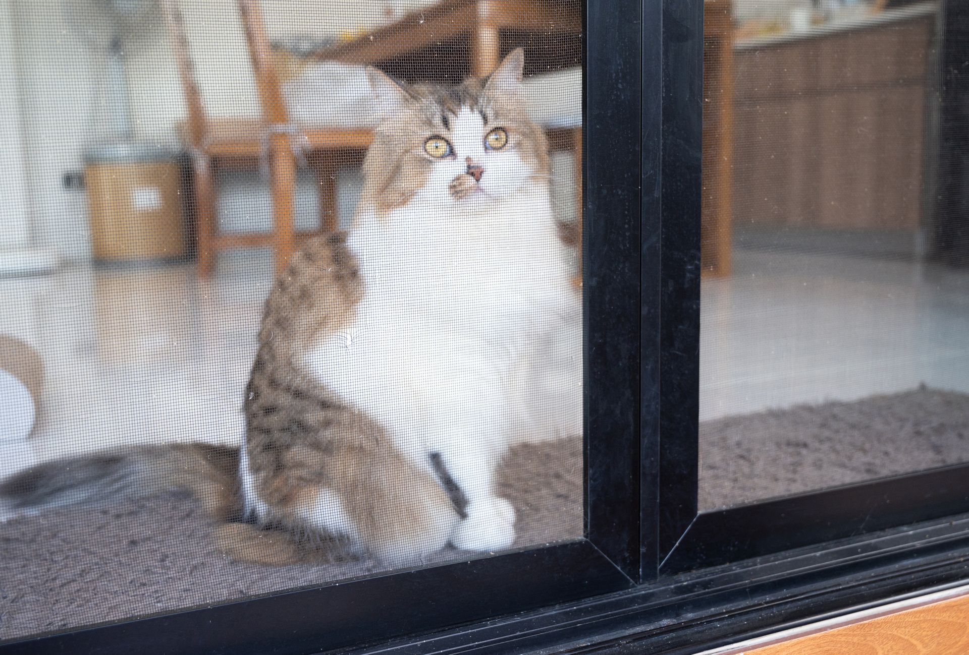 Persian cat behind a security screen wanting to go outside.