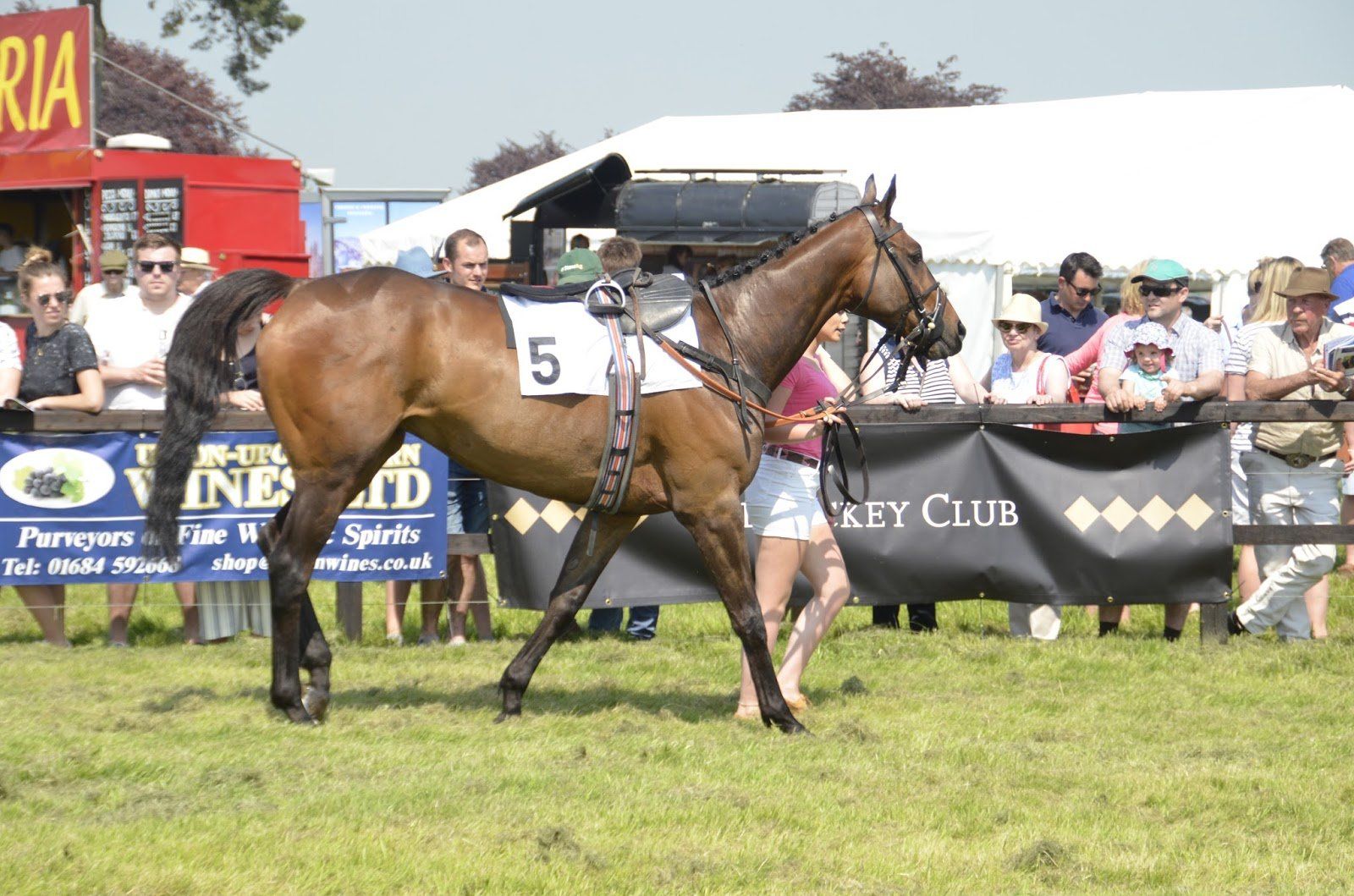 A brown horse with the number 5 on it