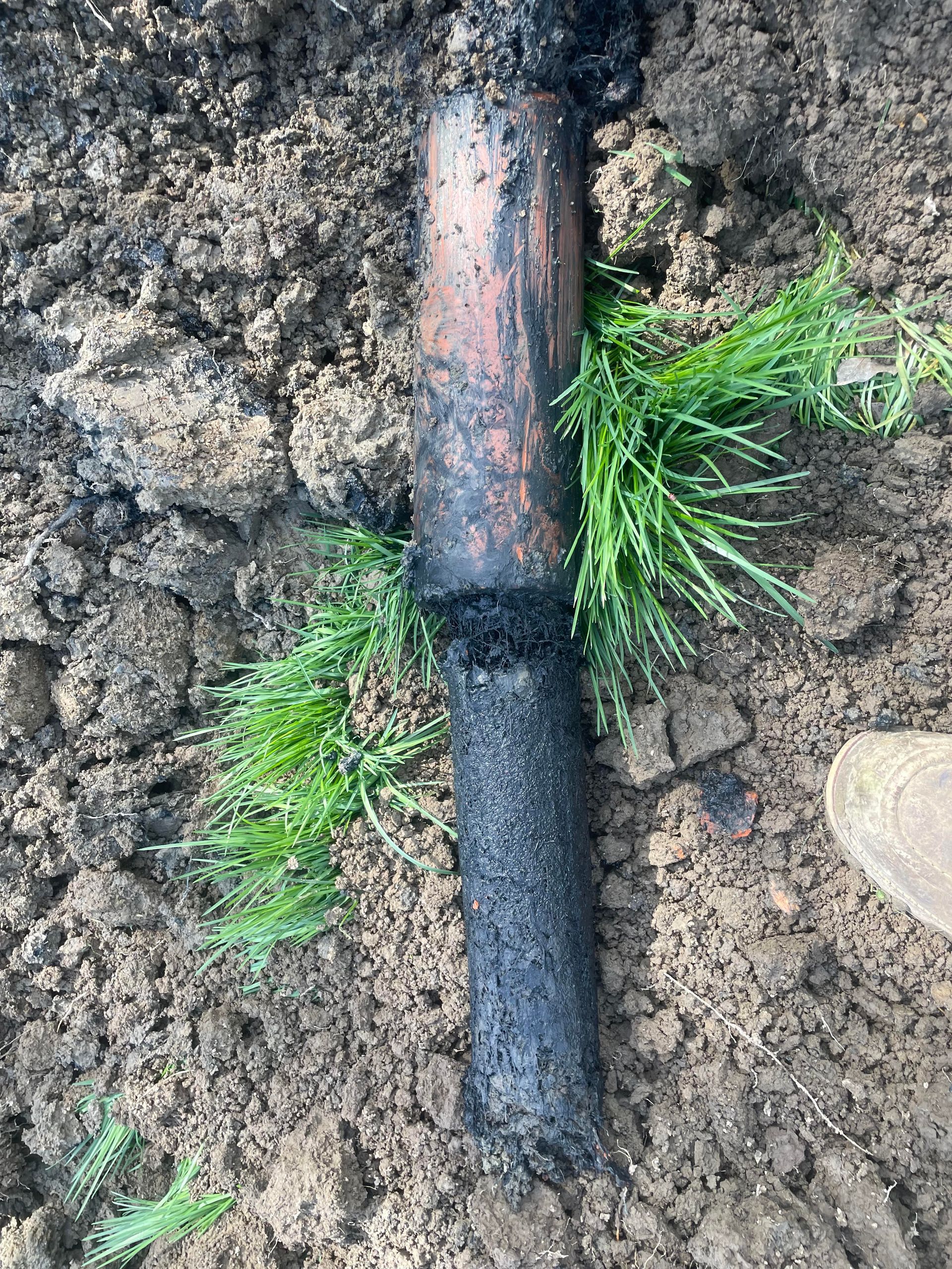 Tree Roots and Septic Systems: Hidden Risks Every Homeowner Should Know