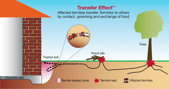 a diagram showing the transfer effect of termites
