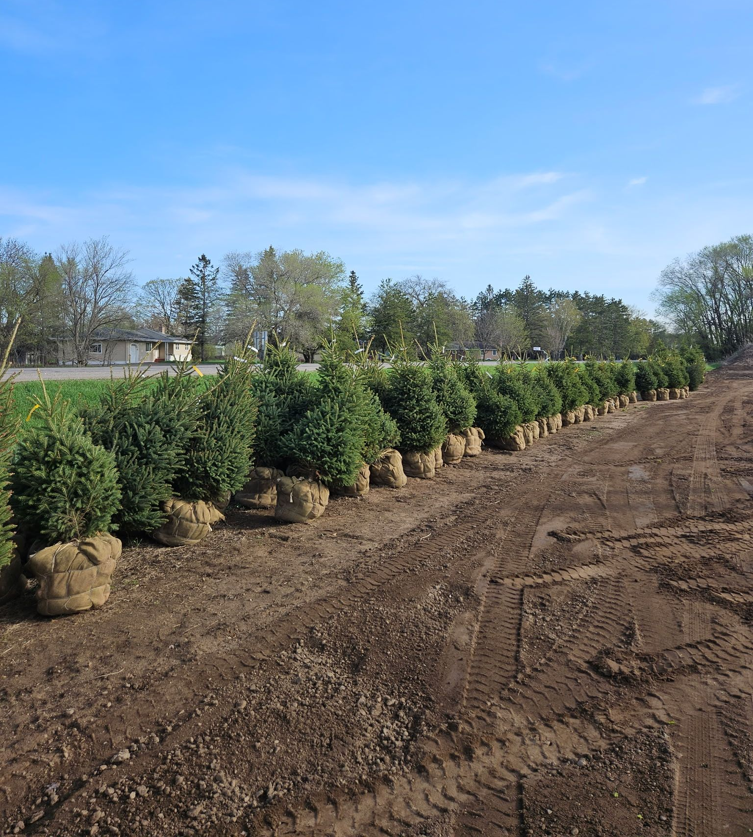 Garden nursery with greenhouse and potted trees for sale displayed along outdoor walkway. Trees for sale in Minnesota