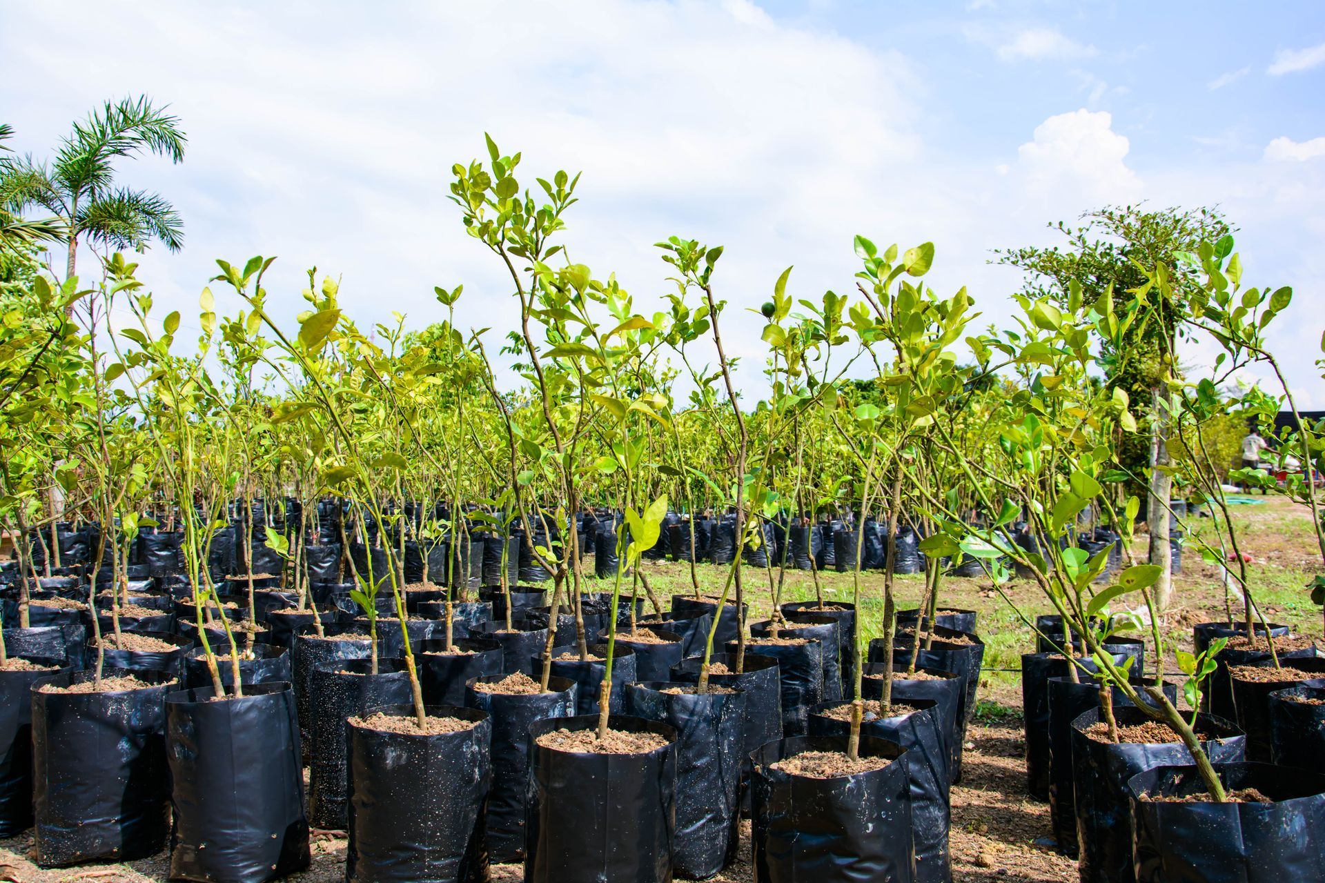 Young plants arranged in rows at a plant nursery.