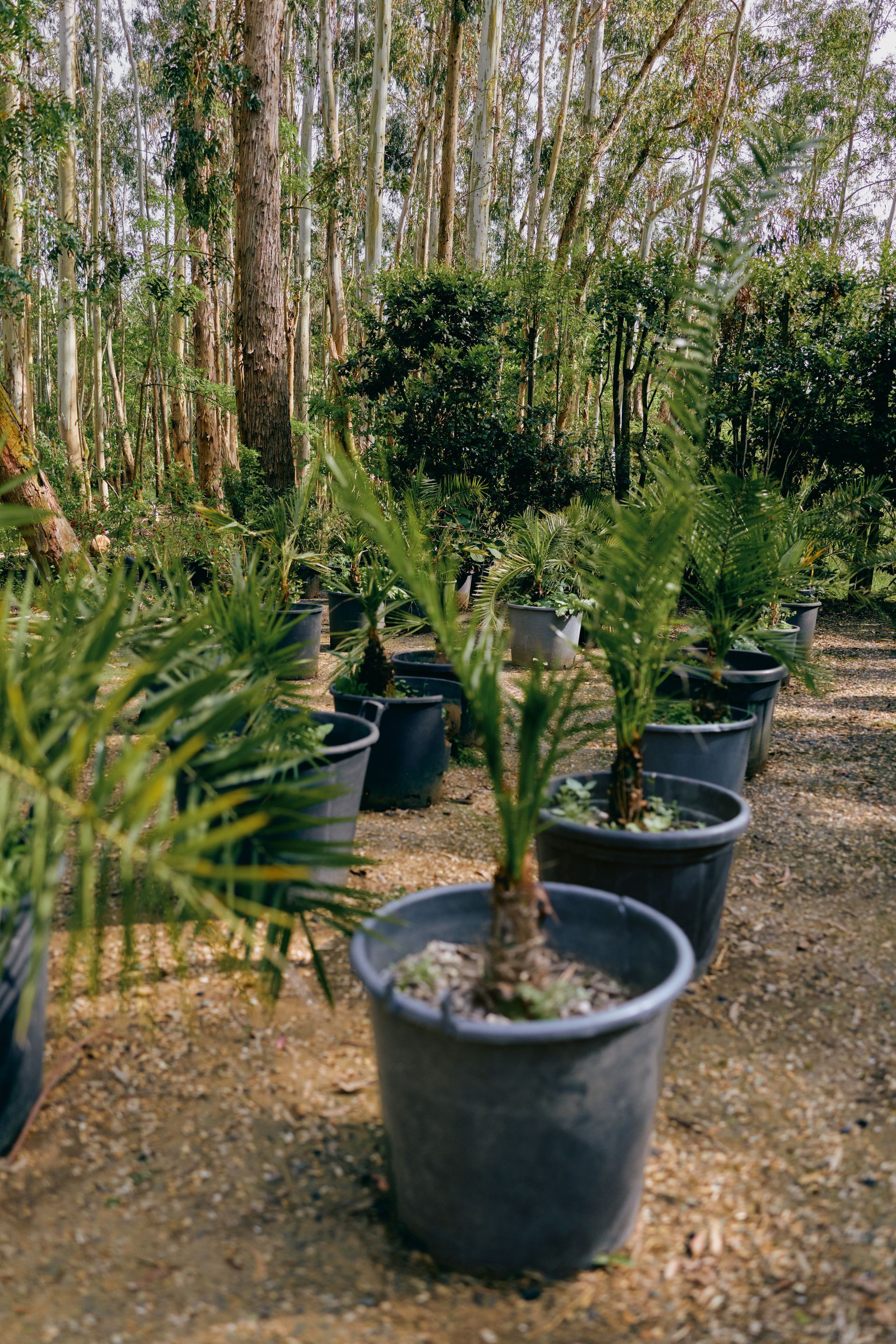Rows of potted palms and seedlings on a gravel path in a shaded nursery.