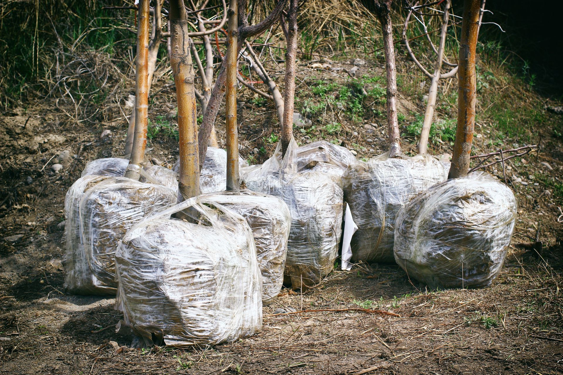 Wrapped root ball trees prepared and lined up for sale and planting.