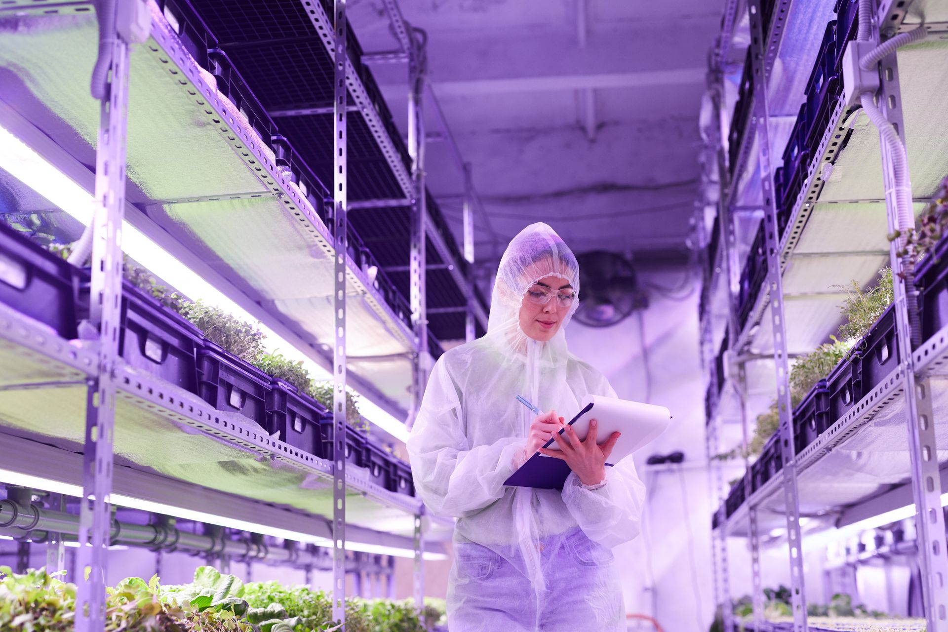 Worker inspecting nursery stock on metal shelves in greenhouse while holding checklist clipboard. Worker inspecting nursery stock on metal shelves in greenhouse while holding checklist clipboard.