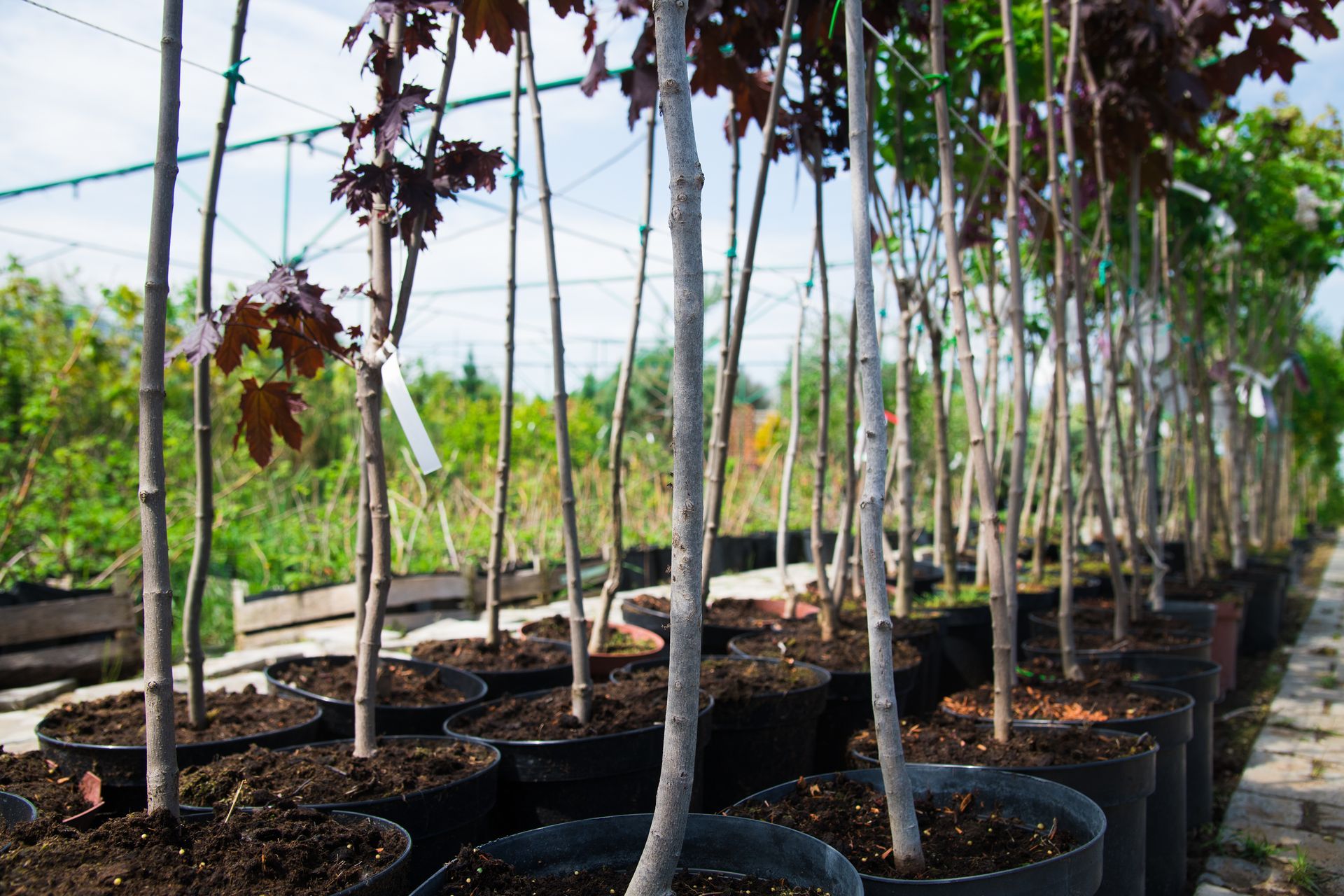 Rows of potted tree nursery stock growing under tall trees. Rows of potted tree nursery stock growing under tall trees.
