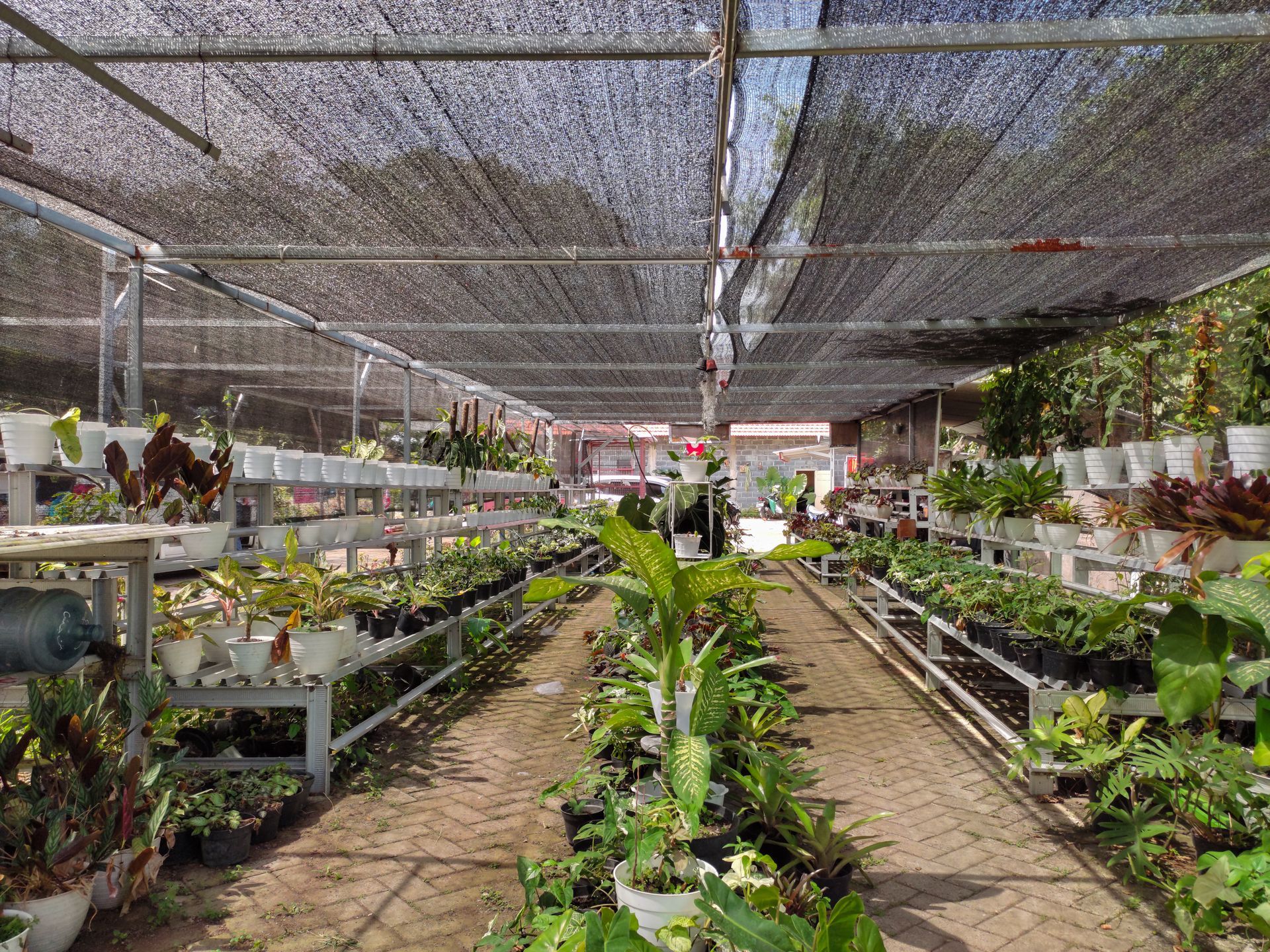 Young trees in pots kept outdoors beneath a shade net for sun protection. Young trees in pots kept outdoors beneath a shade net for sun protection.