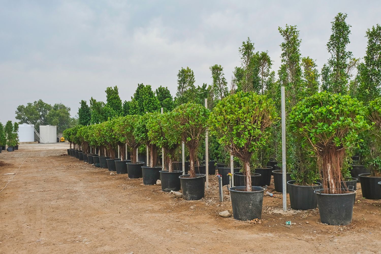 Rows of potted evergreens for sale lined up at a wholesale tree nursery. Rows of potted evergreens for sale lined up at a wholesale tree nursery.