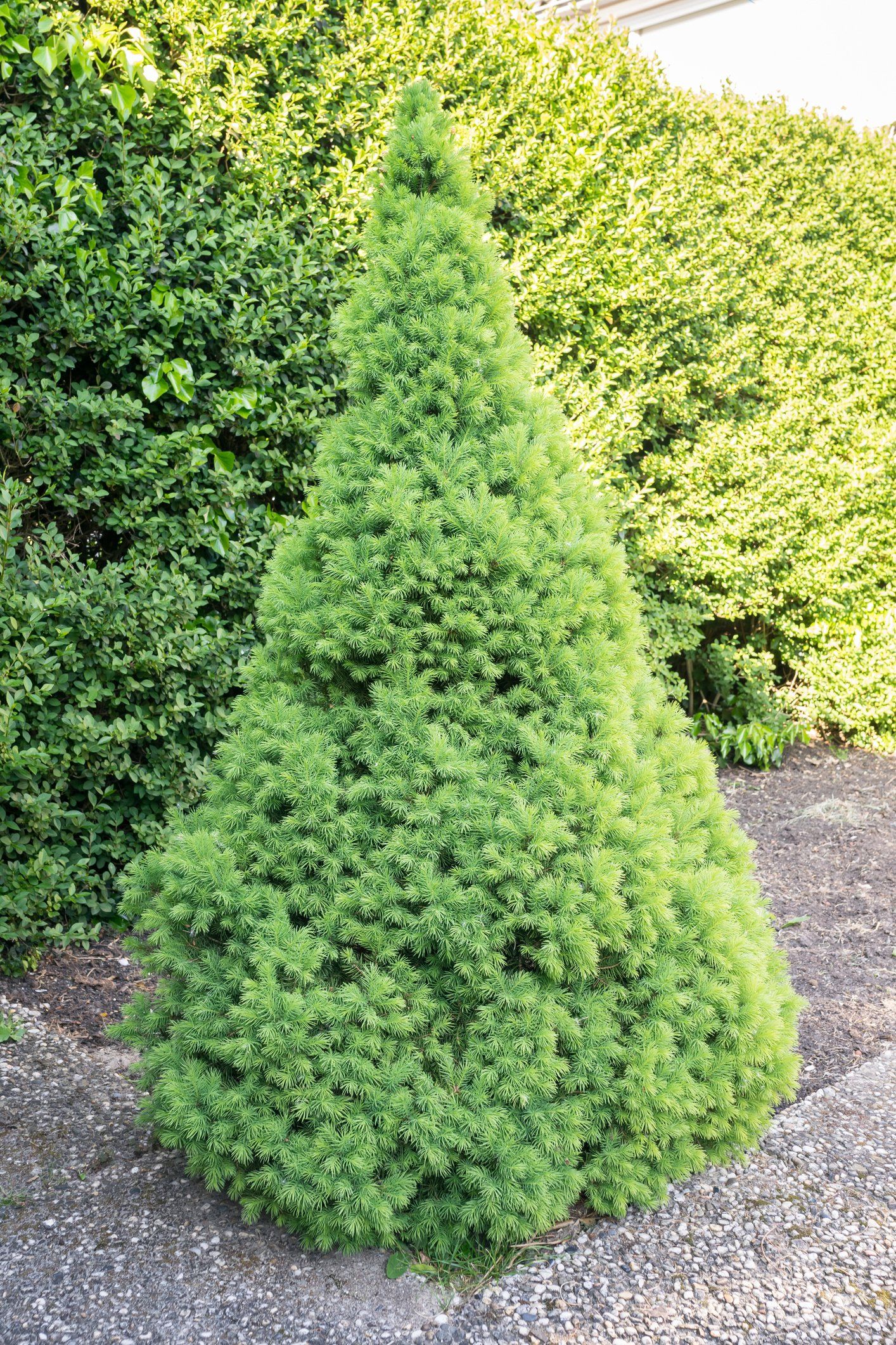 Fir Tree - St. Cloud, MN - Central Landscape Supply