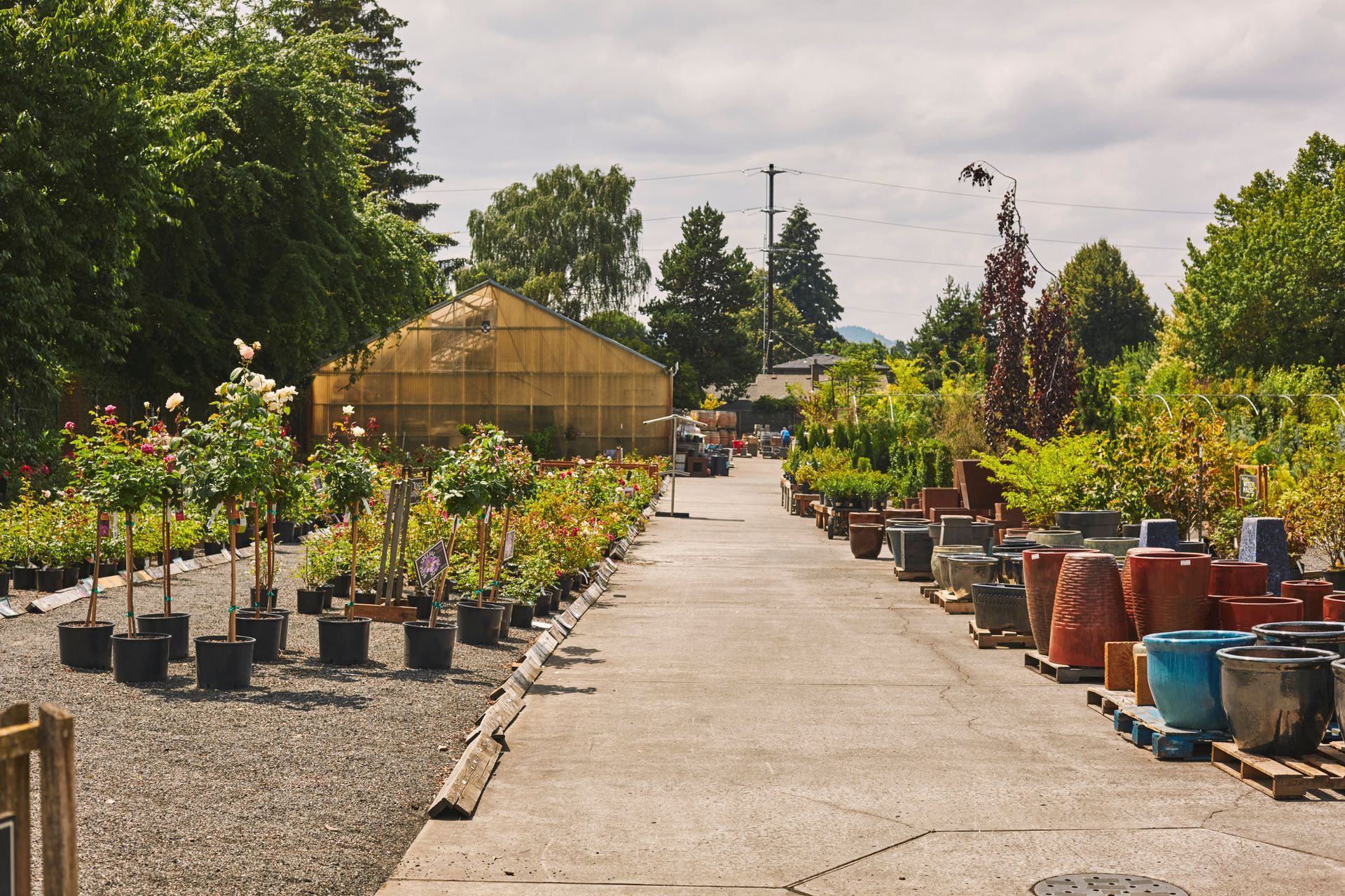 Garden nursery with greenhouse and potted trees for sale displayed along outdoor walkway.