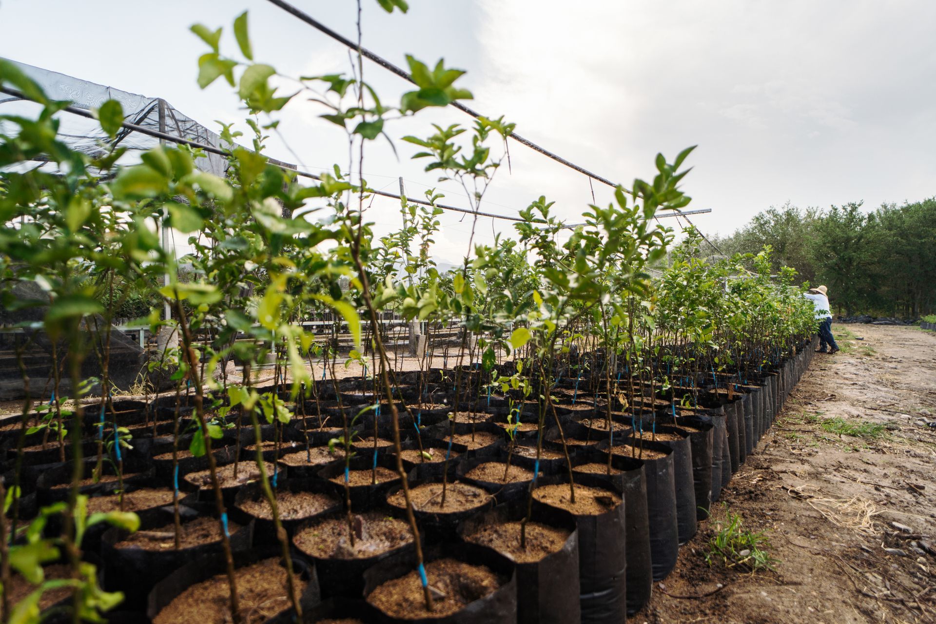 Rows of plants in plastic pots being taken care for at a plant nursery. Rows of plants in plastic pots being taken care for at a plant nursery.