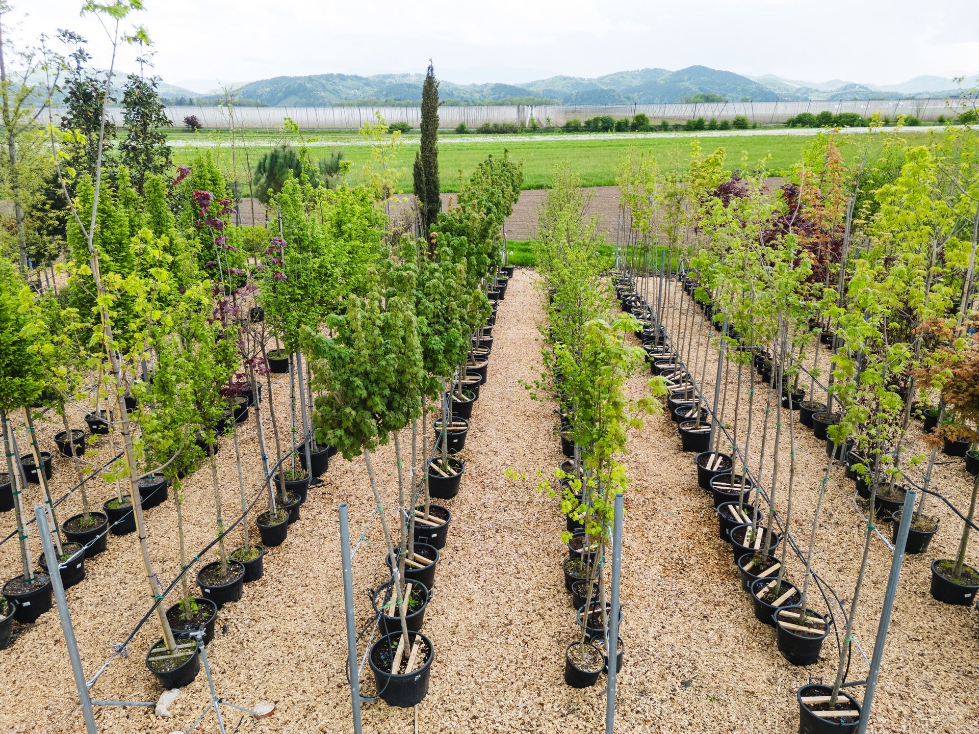 Rows of young potted trees at a nursery with scenic fields and mountains in the background. Rows of young potted trees at a nursery with scenic fields and mountains in the background.