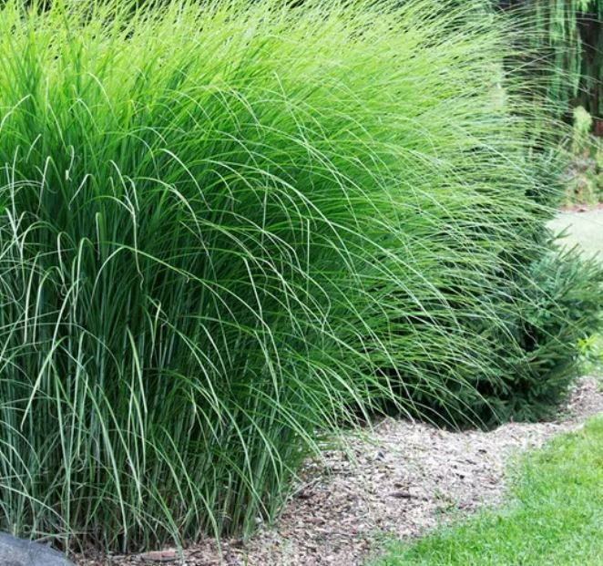 Grasses
