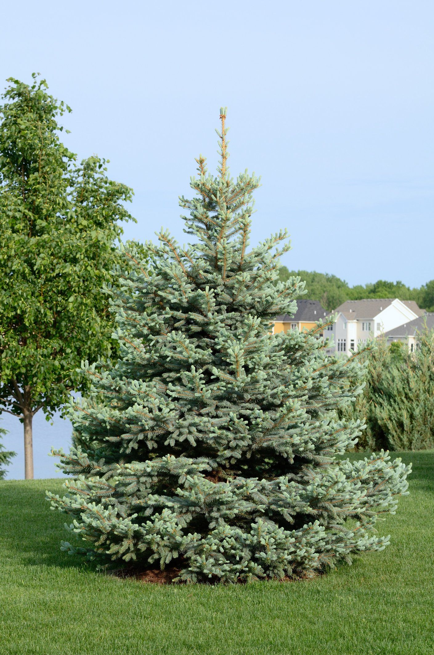 pine tree