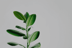 A small plant with green leaves is growing on a white background.
