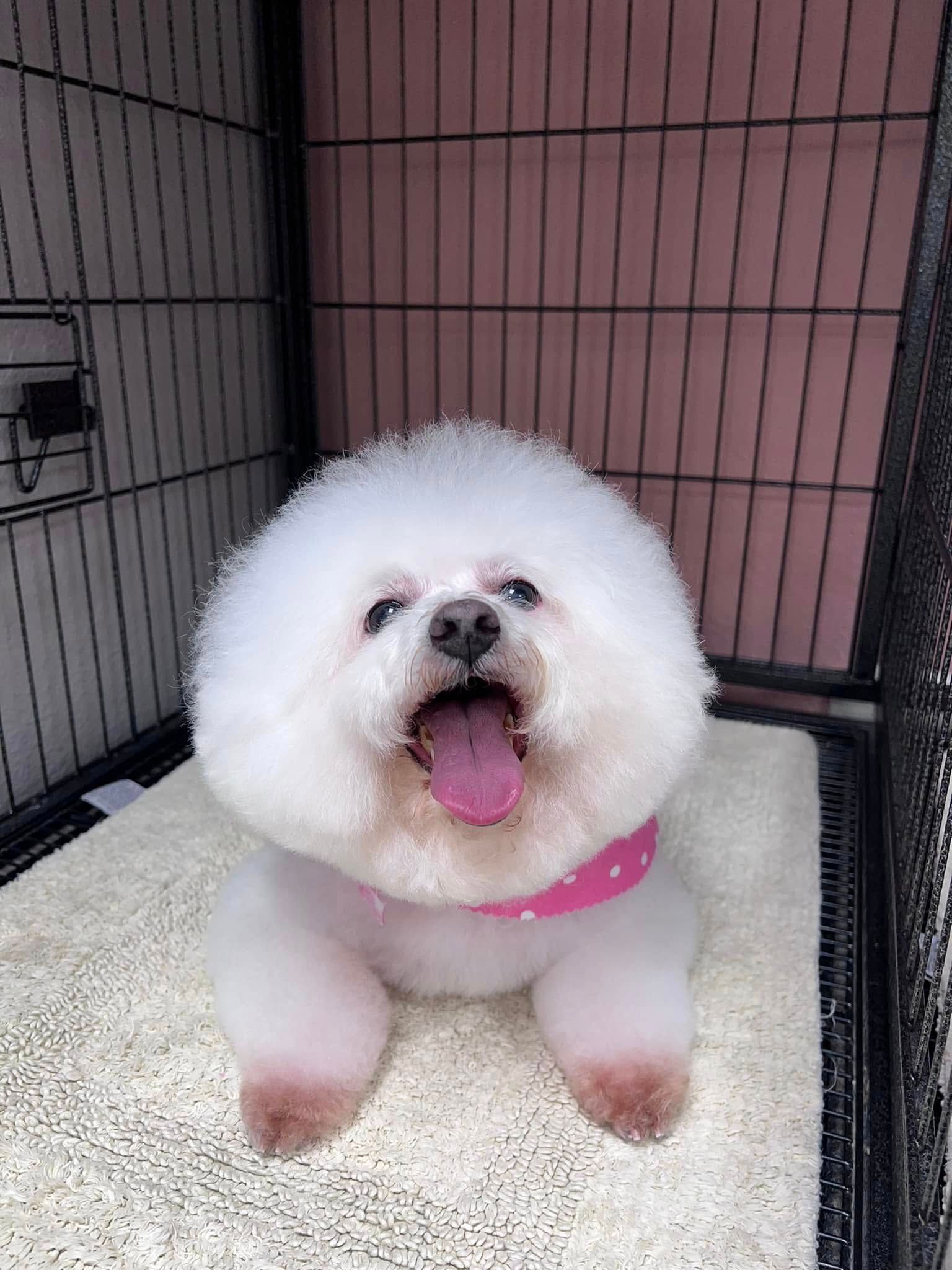 Fluffy white dog with pink collar sitting in a kennel, panting with tongue out