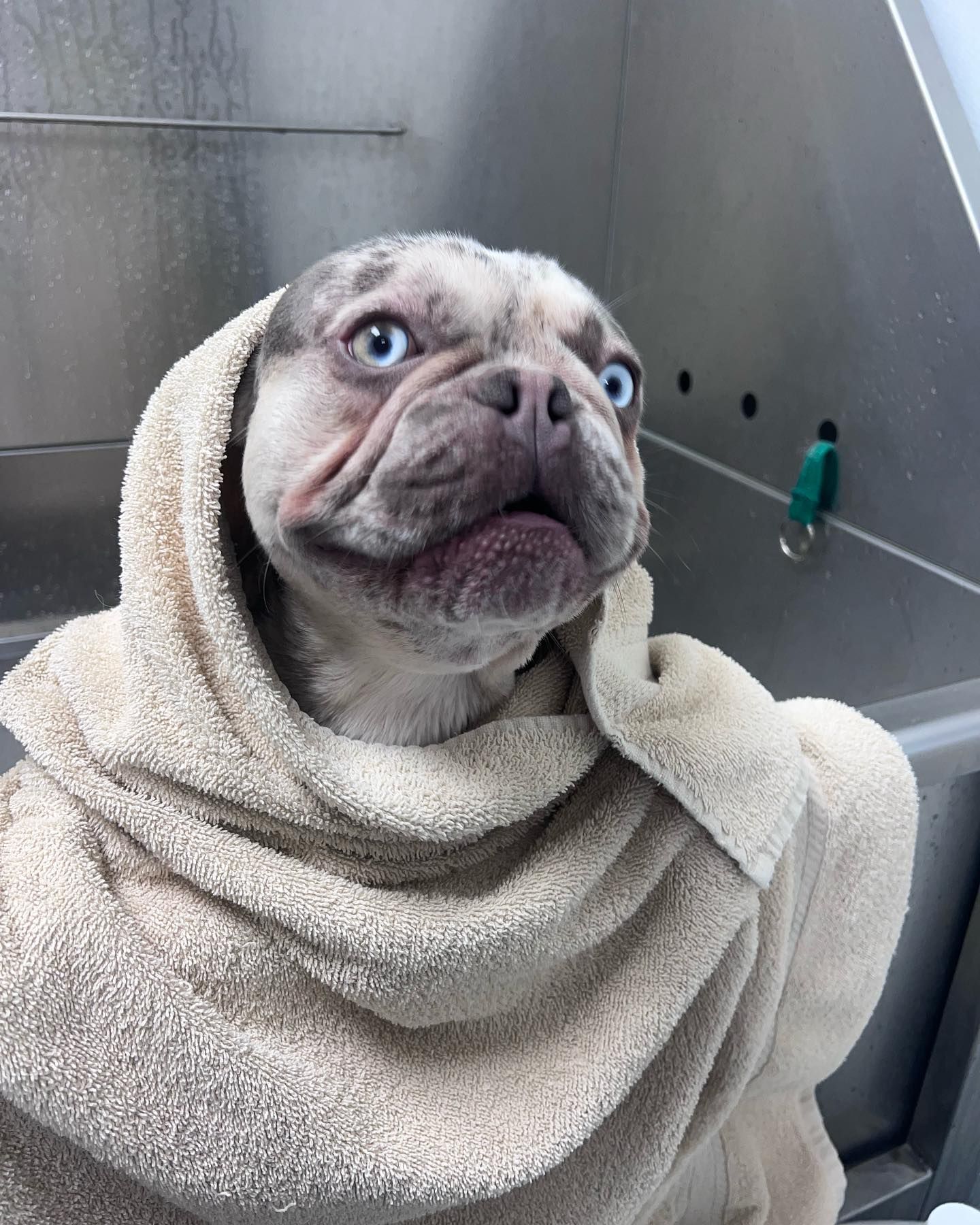 Small dog wrapped in a beige towel, looking up inside a metal sink or bathtub area.