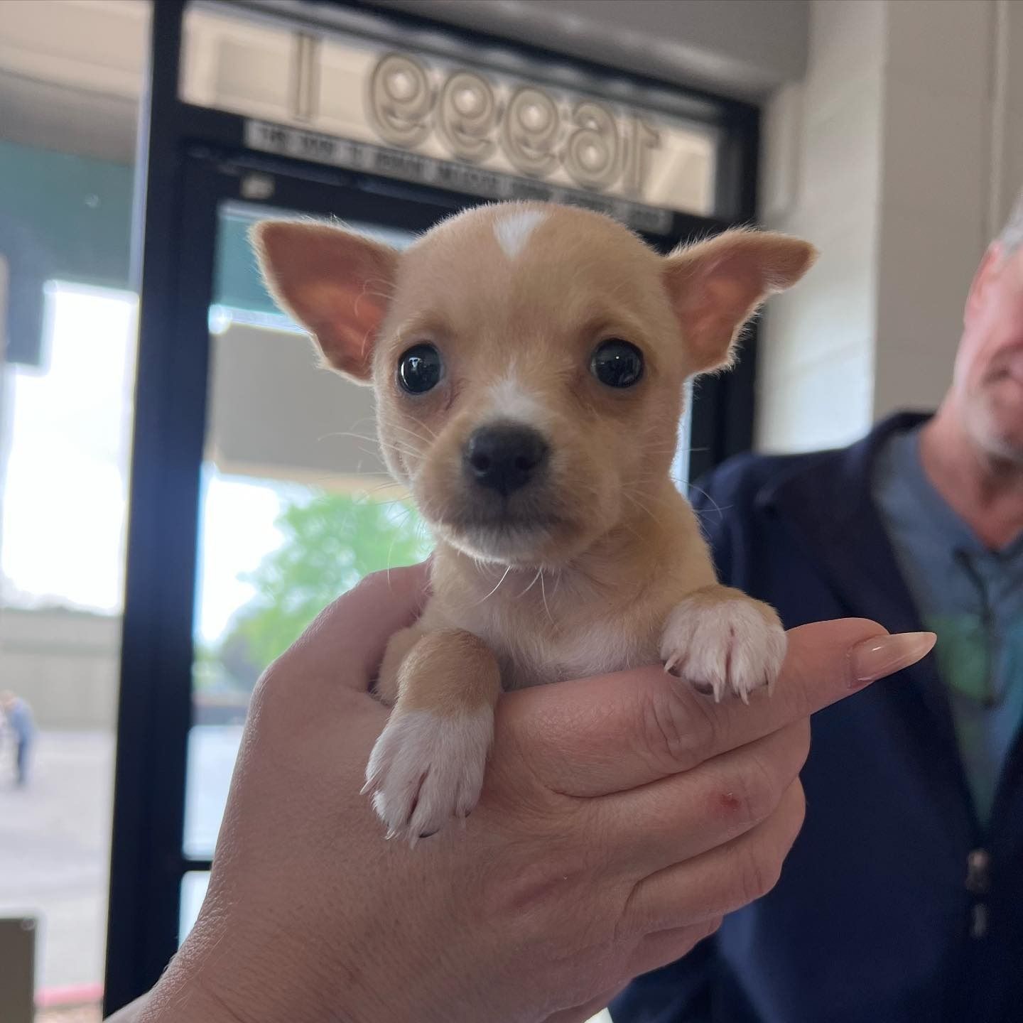 Tiny tan Chihuahua puppy being held in a person’s hand indoors