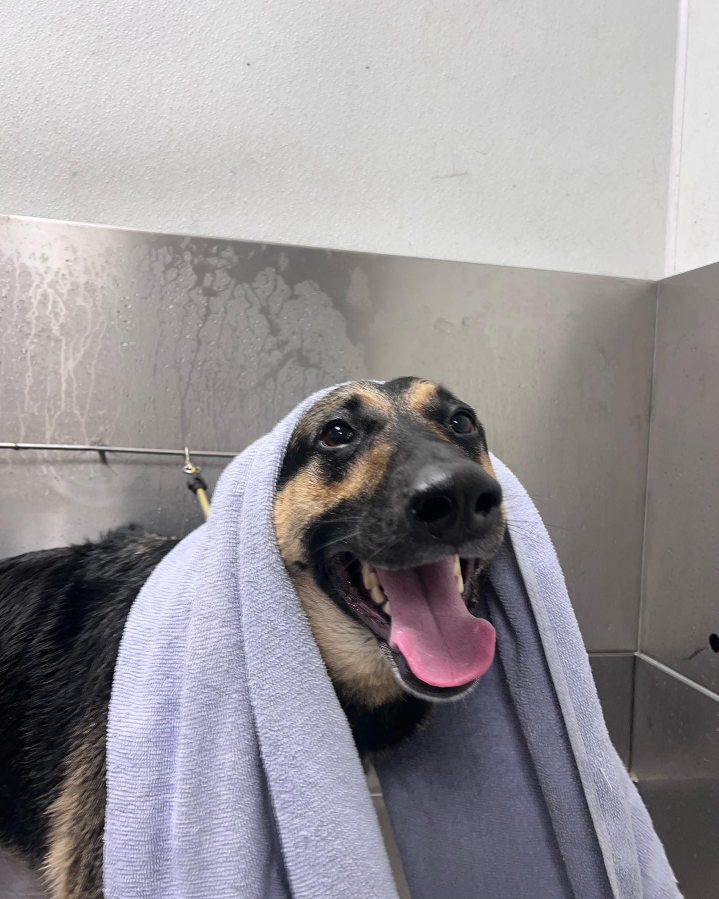 Happy wet dog with a towel draped over its head, panting in a tiled wash area