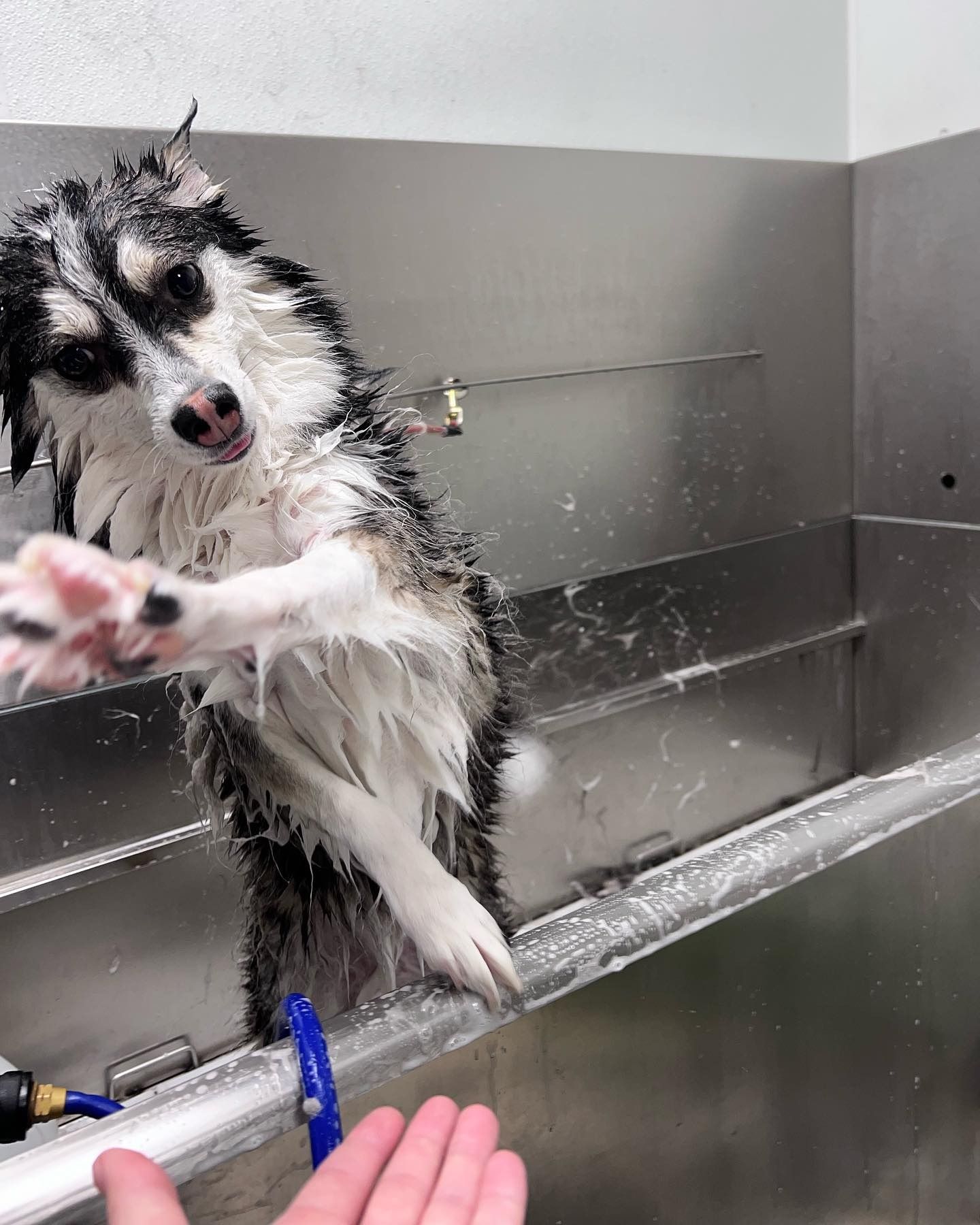 Wet black-and-white dog being washed in a stainless-steel tub, paw reaching out as water splashes around.