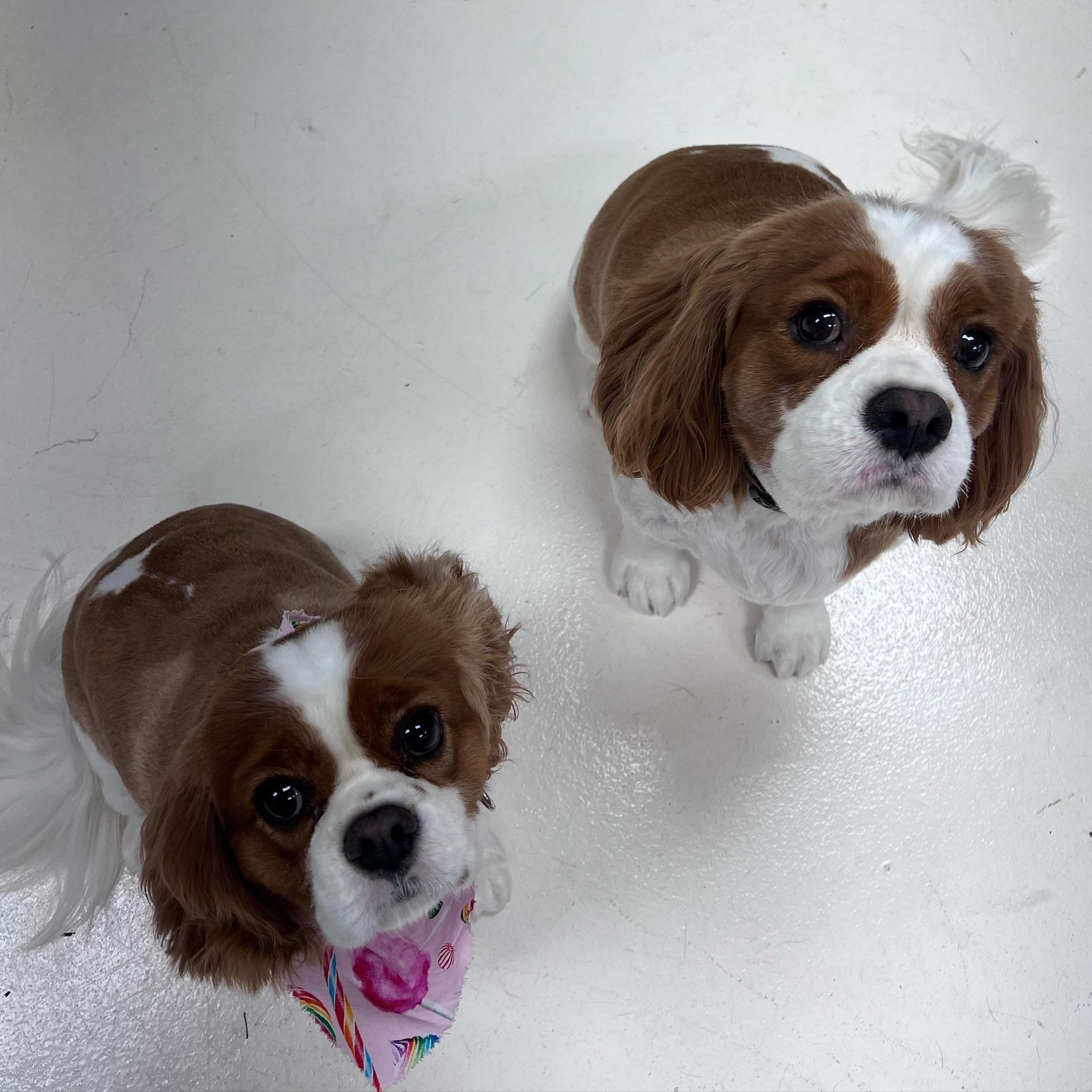 Two small brown-and-white dogs looking up on a white floor, one wearing a pink bandana.