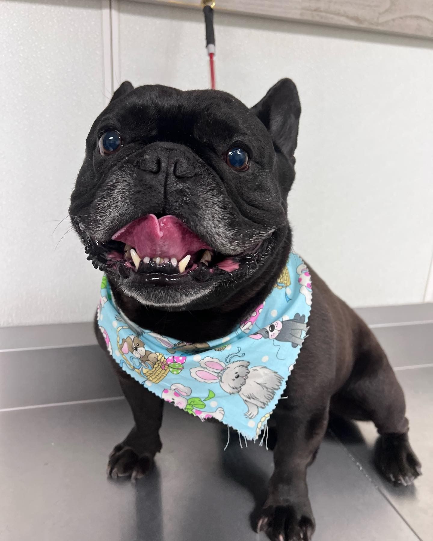 Black French bulldog wearing a blue bandana, sitting and smiling indoors.
