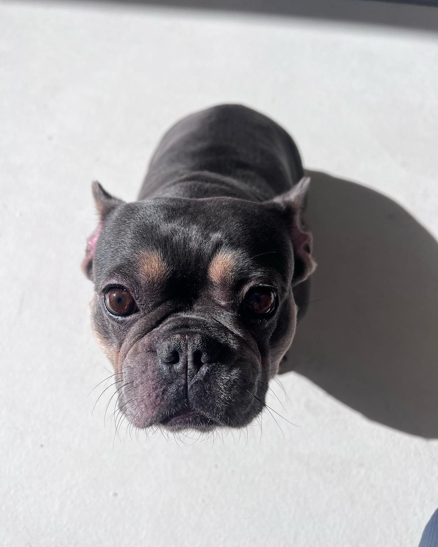 Small black French bulldog sitting in sunlight, casting a shadow on a white surface.