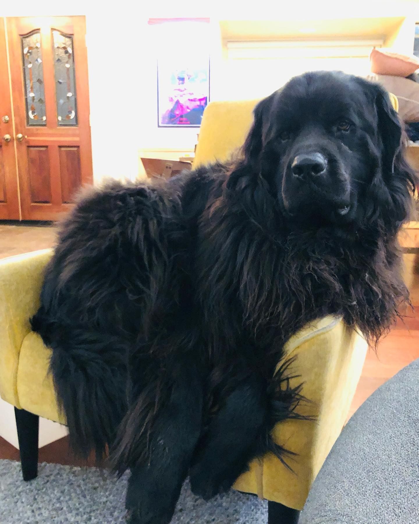 Large black fluffy dog resting on a yellow chair in a living room