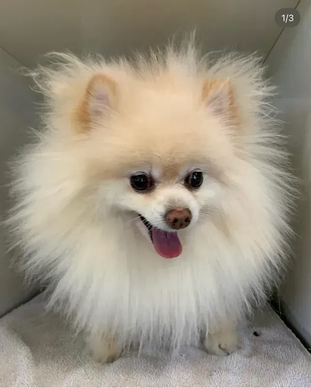 Fluffy cream Pomeranian with tongue out, sitting on a gray cushion