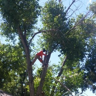 Person in a red shirt climbing a tall tree in a leafy outdoor area